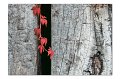 Herbst M 02